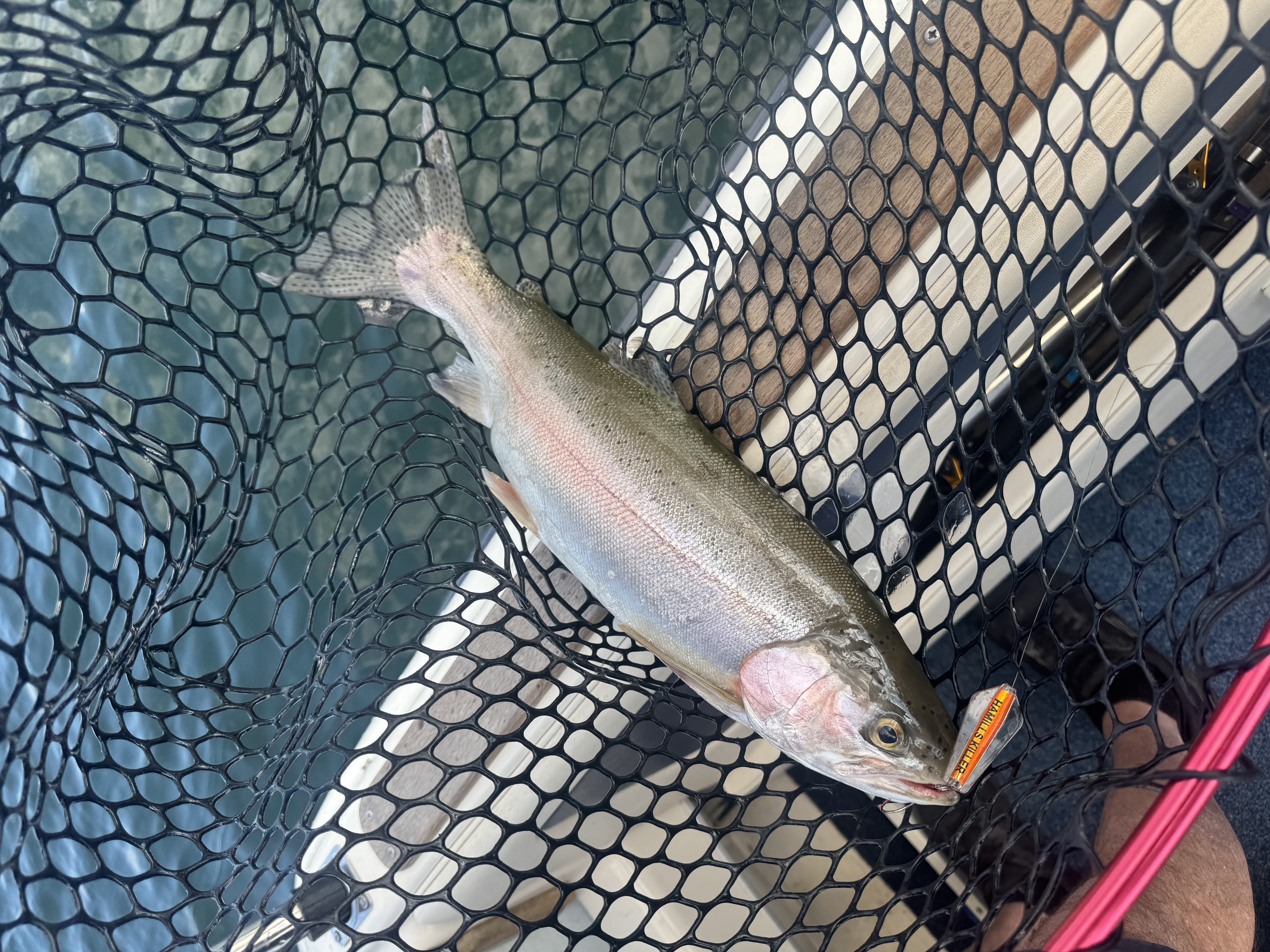 Rotorua rainbow on a Hamills Killer lure.