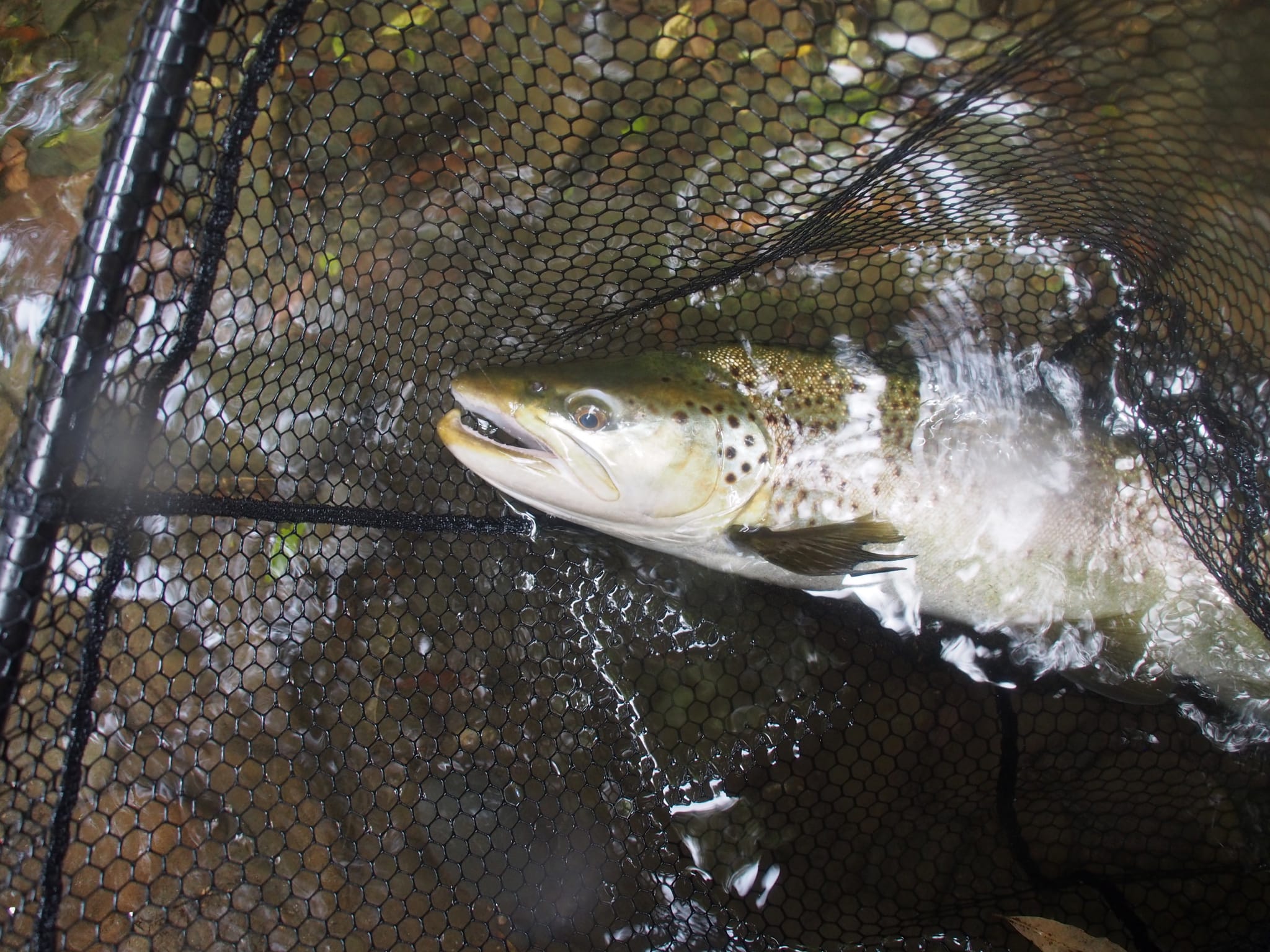 Cruise & Fish Rotorua